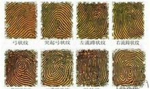 手指纹路显露出的爱情观