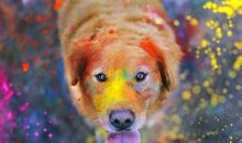 小乖麻根登卓玛2013年10月狮子座运势