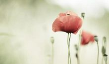 小乖麻根登卓玛2013年6月巨蟹座运势