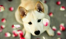 小乖麻根登卓玛2013年10月巨蟹座运势