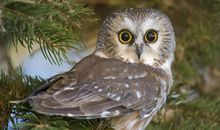 Eskey双子座一周运势（8.20-8.26）