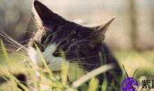 猫石对话每日运势2013年8月6日