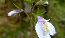 张鑫龙：什么面相的男人禁不住美色的诱惑