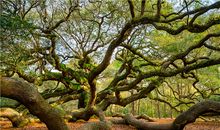 Alex狮子座一周运势（6.4—6.10）