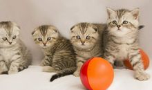 猫石对话每日运势2014年8月19日