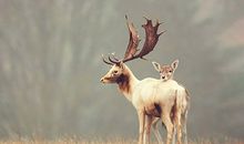 A微日记2018年8月天蝎座运势