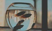 闹闹女巫店2018年摩羯座年度运势