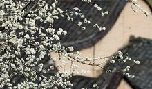 详解八字当中的桃花