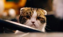 唐绮阳/唐立淇今日运势2018年11月26日