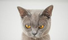 猫石对话每日运势2018年11月26日