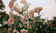 判答2018年金牛座运势