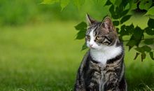 猫石对话每日运势2018年9月18日