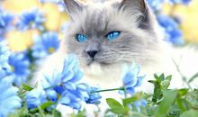 猫石对话每日运势2018年9月19日