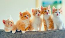 猫石对话每日运势2018年9月13日