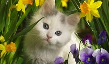 猫石对话每日运势2018年9月5日