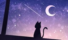 猫石对话之2016年八月运势