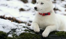 柒爸巨蟹座一周运势（8.27-9.2）