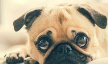 柒爸双子座一周运势（8.27-9.2）