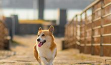 柒爸处女座一周运势（8.27-9.2）