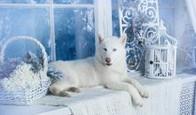 柒爸白羊座一周运势（8.27-9.2）