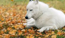 柒爸金牛座一周运势（8.27-9.2）