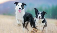 柒爸天秤座一周运势（8.27-9.2）