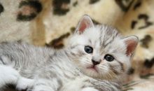 猫石对话每日运势2018年8月10日