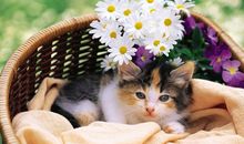 猫石对话每日运势2018年8月3日