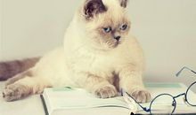 猫石对话每日运势2013年12月31日