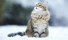 猫石对话每日运势2018年8月5日