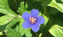 让男人越爱越深舍不得放手的星座女