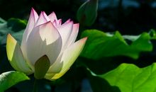 狂月每日运势2013年6月16日