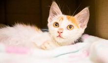 猫石对话每日运势2018年8月6日