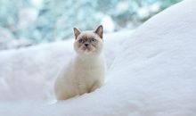 猫石对话每日运势2018年8月7日