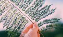 凰洛2018年1月天秤座运势