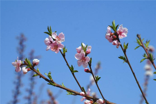 春分吃什么菜