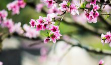 简便易行的催桃花技法