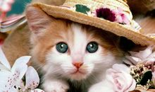 猫石对话每日运势2018年7月27日