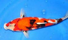 生肖猴的风水鱼锦绣前程