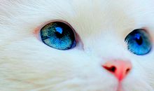 Geo老师双鱼座一周运势（1.7-1.13）