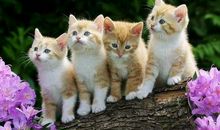 猫石对话每日运势2018年7月20日