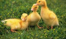 诡魅塔罗今日运势2018年6月26日