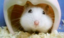 保加利亚嘉珊今日运势2018年6月22日