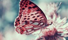 猫石对话每日运势2013年4月26日