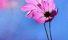 巨蟹座今日运势2012年2月25日