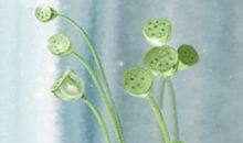 艾菲尔12星座周运12.5-12.11