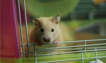 保加利亚嘉珊:今日运势2018年6月8日