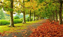 海百合:今日运势2018年5月29日