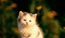 猫石对话每日运势2014年12月28日