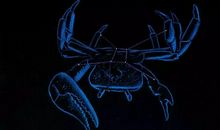 巨蟹座今日运势2012年12月31日